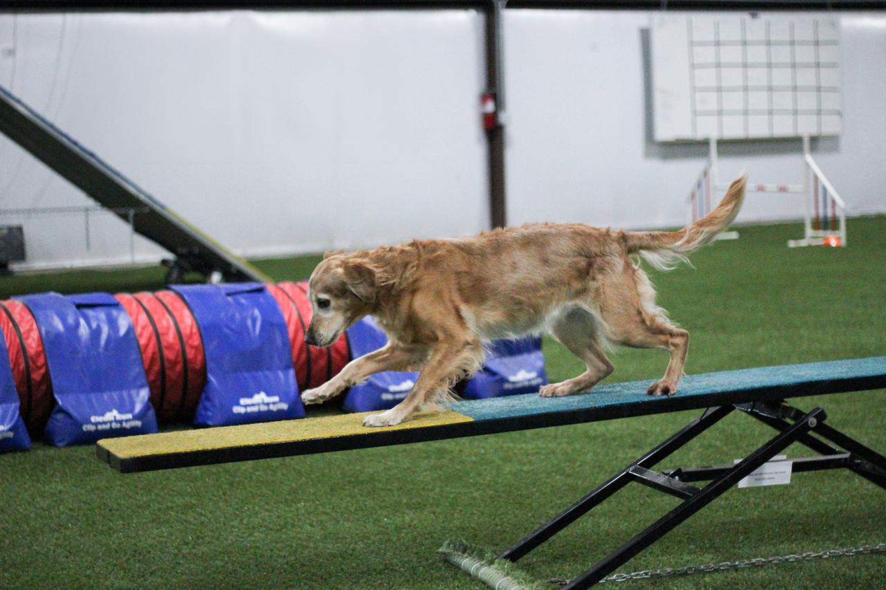 Golden retriever on artificial pet turf